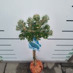 Jedľa kórejská (Abies koreana) ´KOHOUT ICEBREAKER´ - výška 60-70 cm, kont. C3L - NA KMIENKU